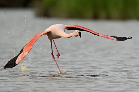 Pink flamingo (Phoenicopterus roseus), taking departure, Camargue Regional Nature Park, southern