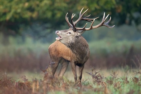 Red deer (Cervus elaphus) adult male stag animal roaring with its mouth open during the annual rut