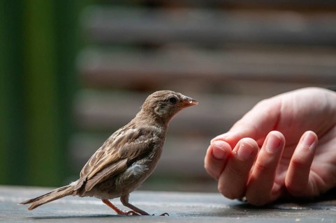 House Sparrow, Passer Domesticus, Sparrow, Birds, Feeding, Adolescent, Juvenile, Passeri,