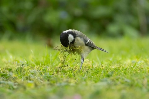 Great tit (Parus major) adult bird collecting moss from a garden lawn for nesting material in