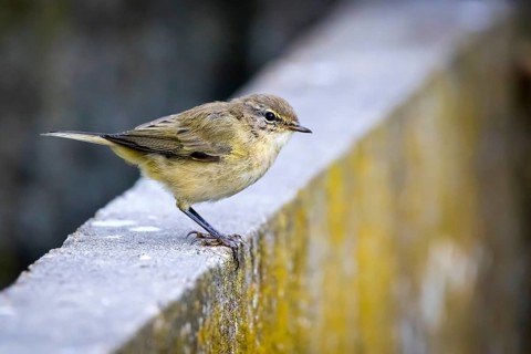 Animals, birds, chiffchaff, willow warbler, songbird, (Phylloscopus collybita), perched on a wall,