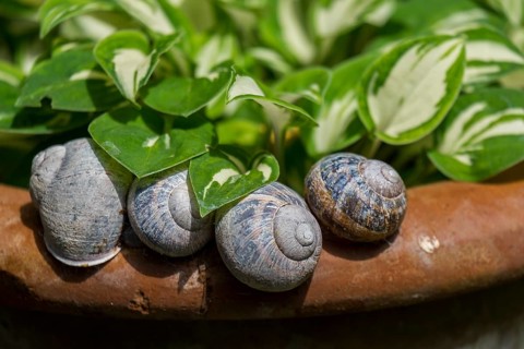 Several snails on the edge of a pot next to green leaves in a natural environment, the Netherlands