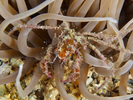 Close-up of a crab, the long-legged ghost crab (Macropodia), inside a sea anemone, surrounded by