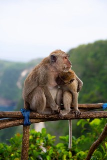 Two monkeys are sitting on a piece of wood, surrounded by lush greenery, a striking image of the