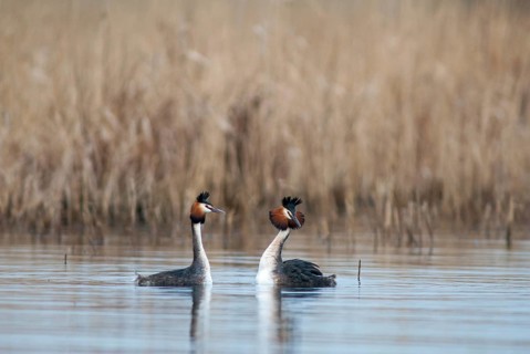 Great crested grebe, podiceps cristatus, courtship, courtship display, grebe, podicipedidae, diver,