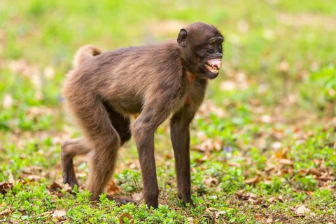 Gelada (Theropithecus gelada) youngster standing on a meadow, captive, distribution africa
