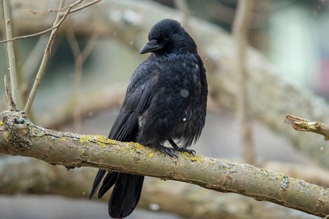 Carrion Crow, Corvus Corone, Raven Crow, Birds, Corvidae Family of Birds, Passeri, Corvids,