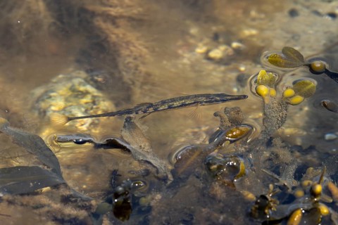 The sea stickleback (Spinachia spinachia) has discovered a prey animal and is approaching in