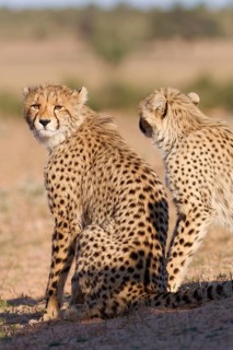 Cheetahs (Acinonyx jubatus), mother (right) with her cub, sitting in the dry grassland, looking