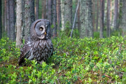 Bearded owl, Finland, Great Grey Owl, Strix nebulosa, birds, owls, strigiformes, birds, female