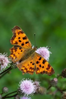 C-butterfly, comma butterfly, nymphalis c-album, polygonia c-album, butterfly, high size, portrait