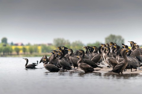 Black shag, cormorant, phalacrocorax carbo, birds, pelecaniforms, ropedes, birds, waterbirds,