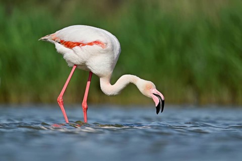 Pink flamingo (Phoenicopterus roseus), standing in the water whilst foraging, Camargue Regional