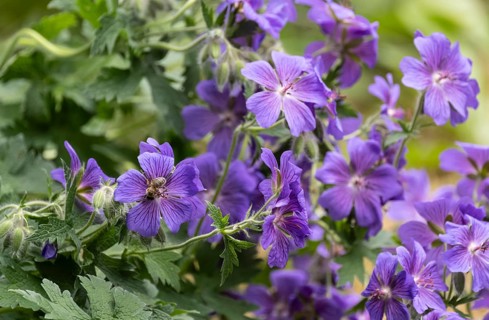 Meadow cranesbill (Geranium pratense), Germany