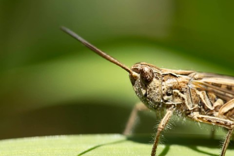 Meadow grasshopper (Chorthippus parallelus) adult insect in grassland in summer, Suffolk, England,