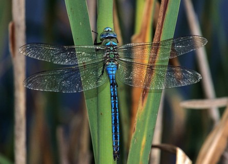 Anax Imperator, Blue Emperor, Emperor Dragonfly, King Libelle, Anisoptera, Damselflies,