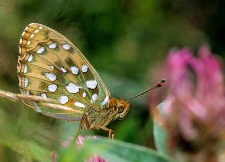Argynnis aglaja, dark green fritillary, large mother-of-pearl butterfly, Speyeria aglaja,
