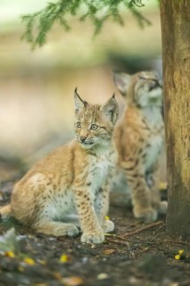 Eurasian lynx (Lynx lynx) youngsters (cub) sitting in a forest, Bavaria, Germany