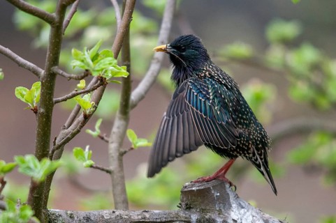 Star, Starling, Sturnus vulgaris, courtship behavior, birds, courtship display, spring, song,