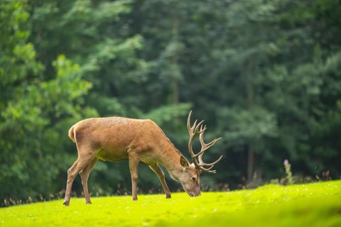 Red deer (Cervus elaphus) stag on a meadow, Bavaria, Germany