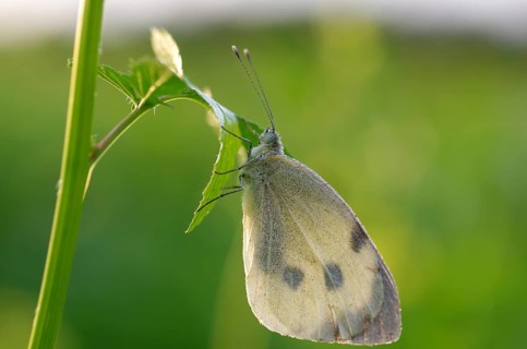 Cabbage butterfly (Pieris brassicae), butterfly, dewdrop, plant, The butterfly sits with closed