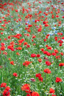 Flanders poppy, corn poppy, poppy, poppy, poppy, papaver rhoeas, papaveraceae, field strips, field
