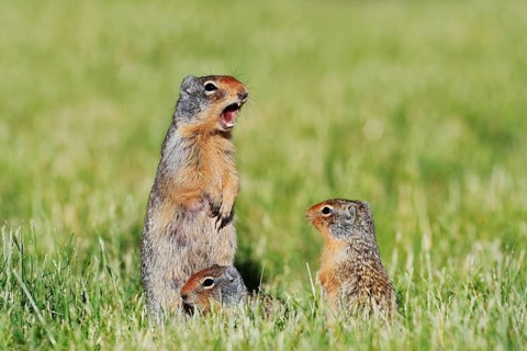Columbia ground squirrel (Urocitellus columbianus, Spermophilus columbianus), a calling female with