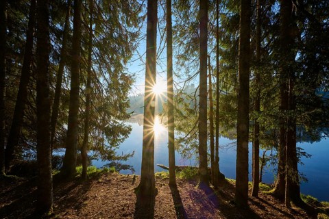 Sun rays penetrate a dense forest and are reflected in the water, Windgfällweiher, Lenzkirch, Black