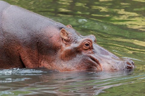 Portrait of a fully grown hippopotamus (Hippopotamus amphibius) standing in shallow water.