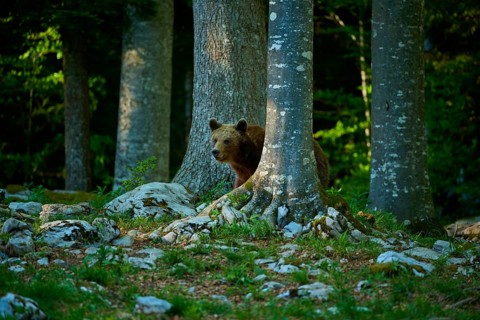 A brown bear hides behind trees in the forest, European brown bear (Ursus arctos), Slovenia