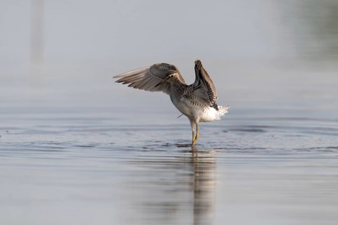 Bruchwassersträder, tringa glareola, wood sandpiper, birds, charadriiformes, flying, flight,