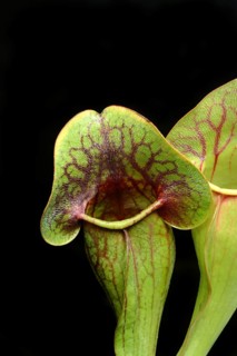 Red pitcher plant, Sarracenia purpurea, plant detail