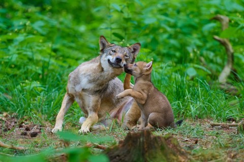 A wolf and a wolf cub cuddle up in a green forest, summer, wolf (Canis lupus), Germany