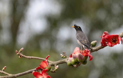 Jungle Myna (Acridotheres fuscus) on a flowering silk-cotton branch, sreepur, Gazipur, bangladesh