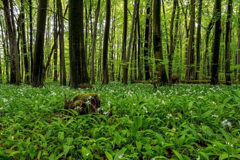 A view across a forest floor covered with white-flowering wild garlic (Allium ursinum) in spring,