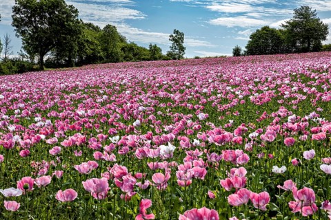 Wide field of pink poppies under a clear blue sky, surrounded by trees and landscape, The poppy