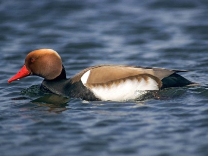 Common duck, netta rufina, red-crested pochard, anatidae, birds, ducks, ducks, ducks, male, birds,