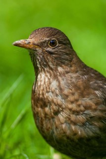 Blackbird, Turdus Merula, Birds, Female, High Size, Portrait, Leo, Passeri, Songbirds, Thrush,