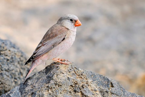 Desert bullfinch (Bucanetes githagineus), male sitting on a stone, Fuerteventura, Canary Islands,