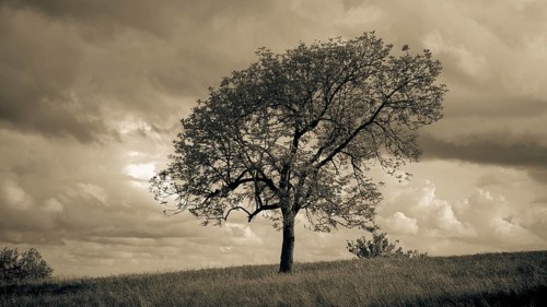 Single tree in a sepia-colored landscape under dramatic sky, spring in the Franconian Forest nature
