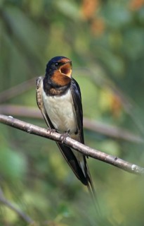 Hirundo rustica, house martin, swallow, birds, song, high size, portrait, male, passeri, swallows,