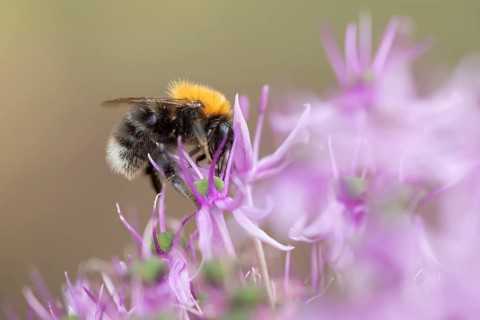 Tree bumblebee (Bombus hypnorum) adult bee insect feeding on a garden purple Allium flower in