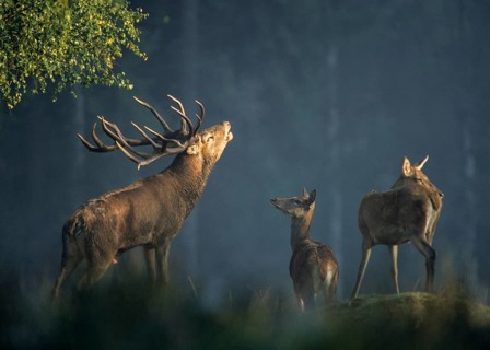 Artiodactyla, Cervus Elaphus, even-toed ungulate, cloven-hoofed, red deer, red deer, deer, deer,