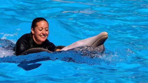 A woman glides happily through the water on a dolphin, dolphin, dolphin (Delphinidae), dolphin