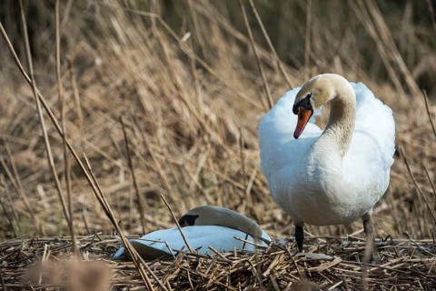 Cygnus olor, mute swan, anatidae, birds, breed, brood, couple, duckbirds, female, mute swan, male,