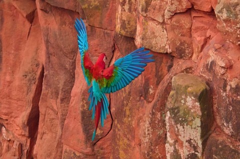 A colourful parrot spreads its wings and flies along a rock face, Green-winged Macaw, or Dark-red