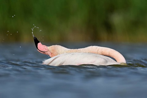 A greater flamingo (Phoenicopterus roseus) swimming in a pond, Camargue Regional Nature Park,