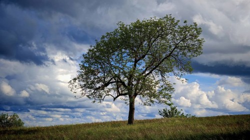 A lonely tree on a hill under dramatically cloudy sky, spring in the Franconian Forest nature park