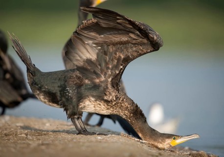 Black shag, cormorant, phalacrocorax carbo, birds, pelecaniforms, ropedes, birds, waterbirds,