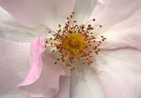 Close-up of Pierre Gagnaire rose flower with stamens, German Rosarium, Westfalenpark, Dortmund,